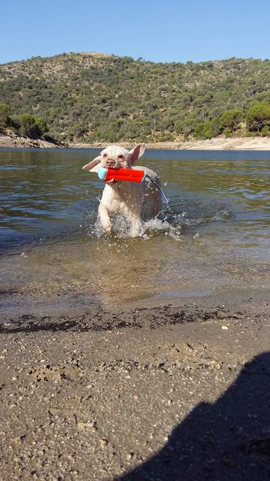 Chuckit! Amphibious Bumper S