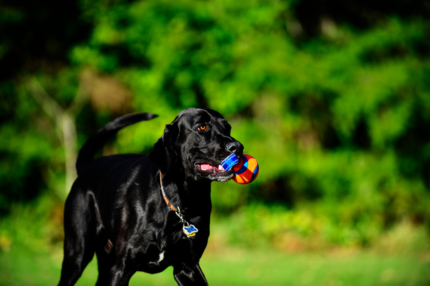 Chuckit! Ultra Tug S