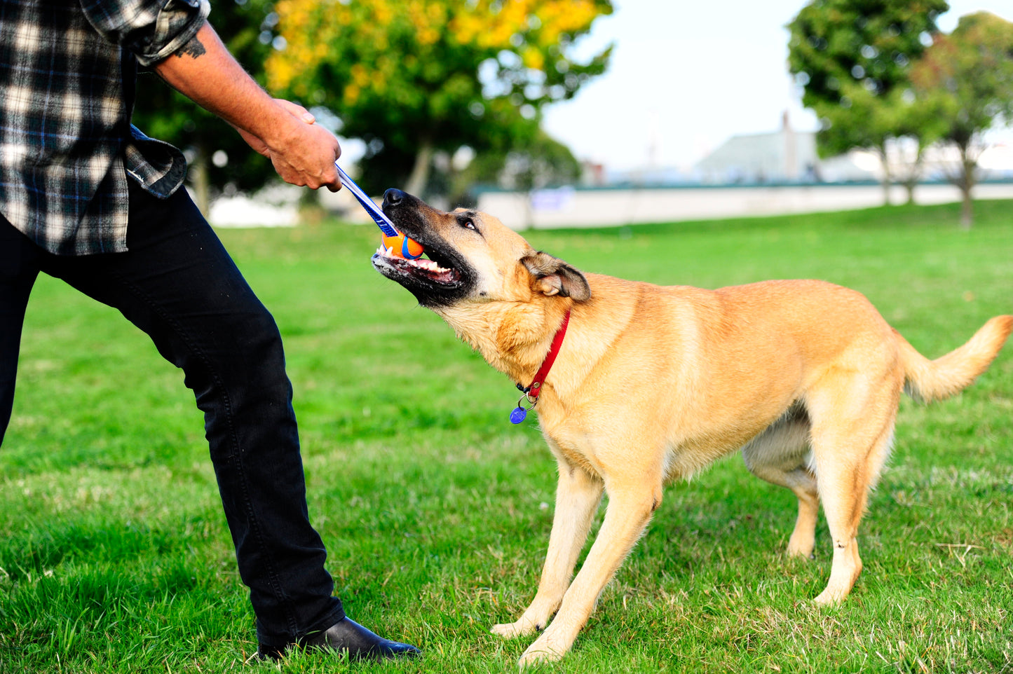 Chuckit! Ultra Tug S