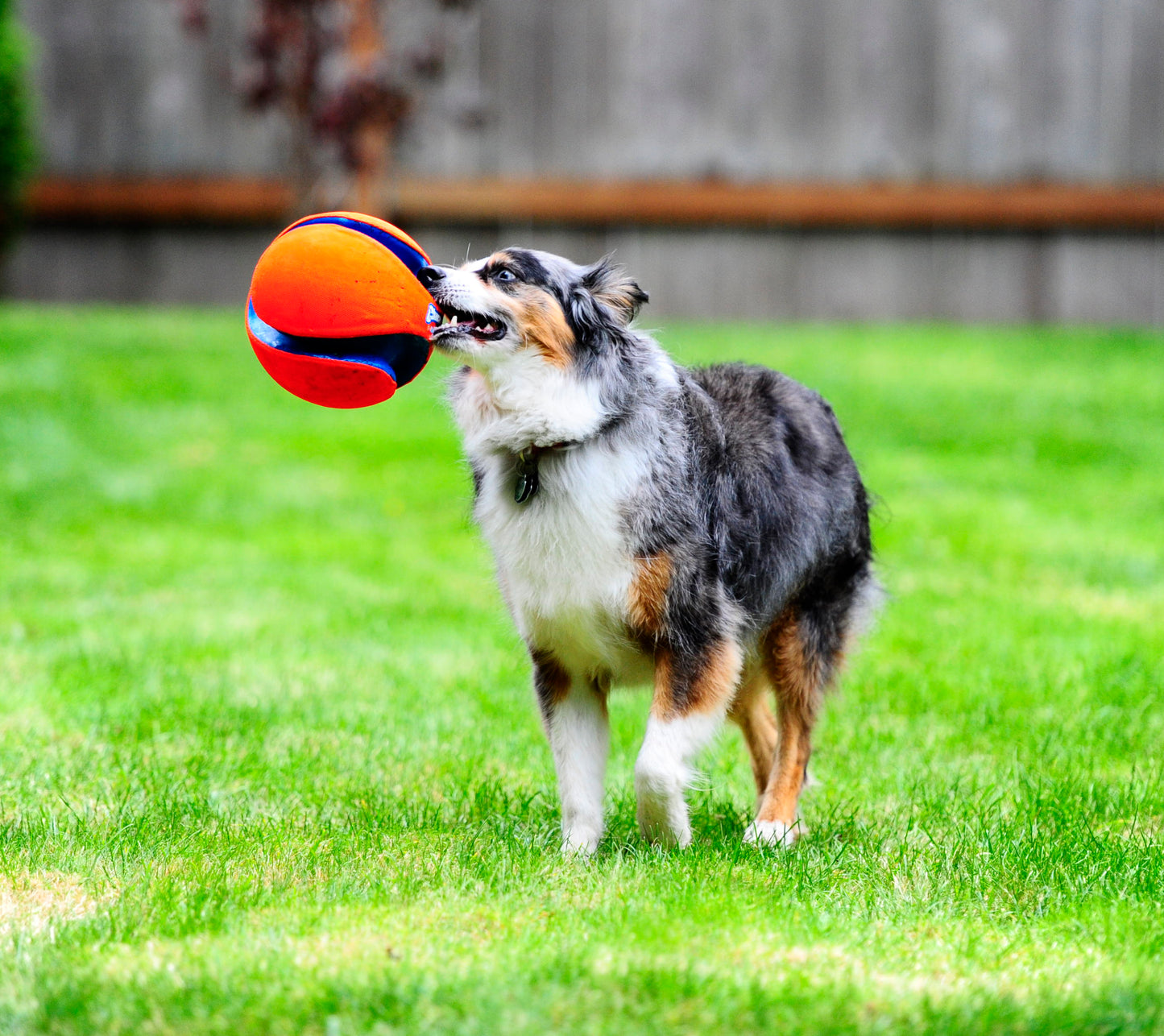 Chuckit! Kick Fetch Dog L