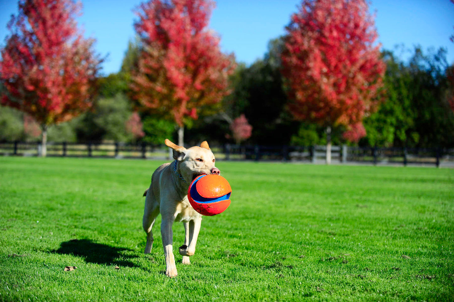 Chuckit! Kick Fetch Dog L