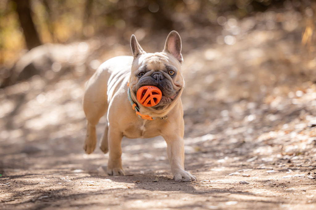 Chuckit! Air Fetch Ball M