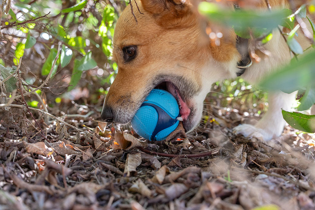 Chuckit! Sniff Fetch Ball Bacon & Peanut Butter M 4-pack