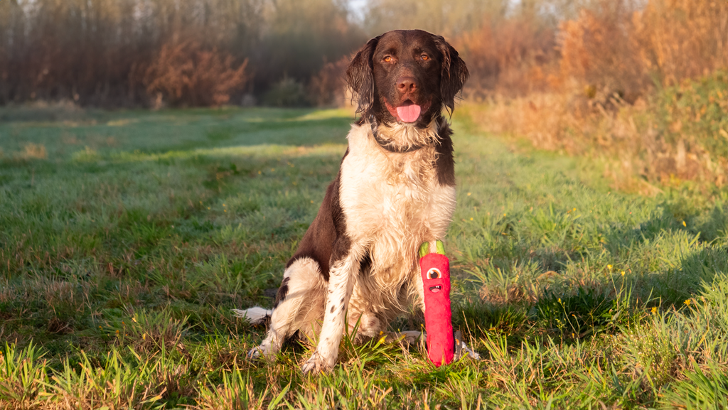 Dog Comets Invaders Orange M