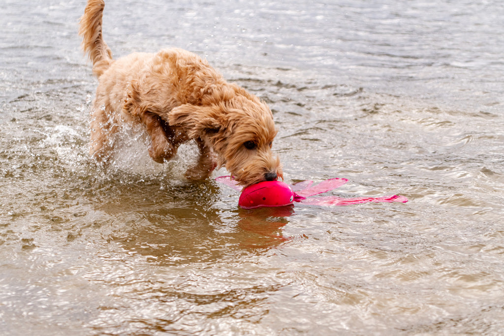 Dog Comets Alien Octo L Rosa