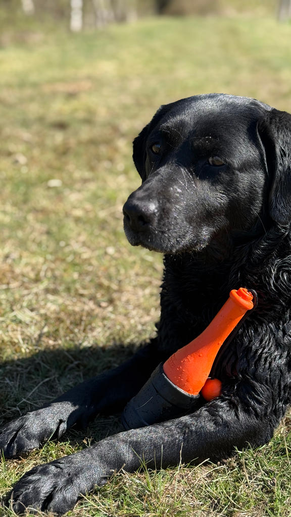 Dog Comets Bobber Orange