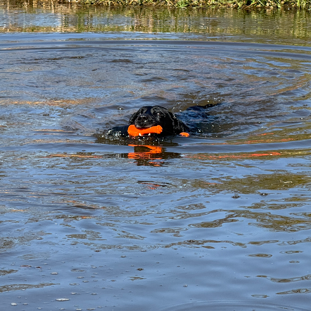 Dog Comets Bobber Orange