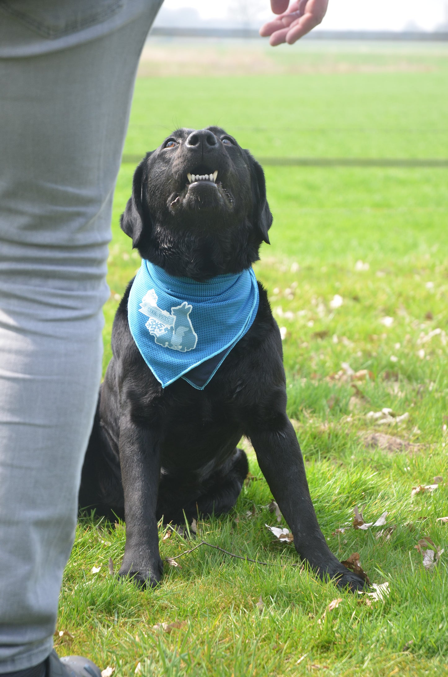 CoolPets Cooling Bandana S