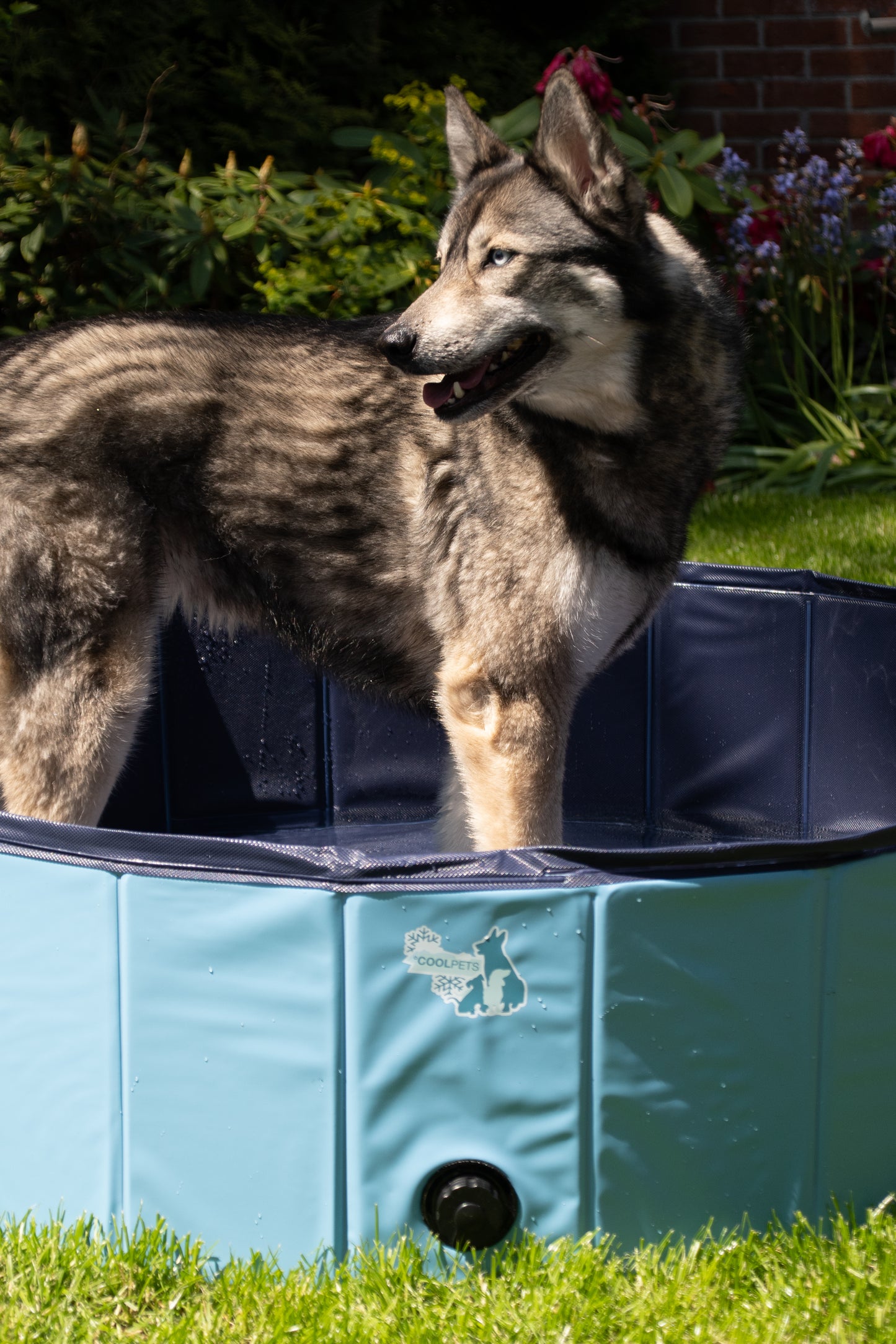 CoolPets Splash Dog Pool ø 80 x 20 cm