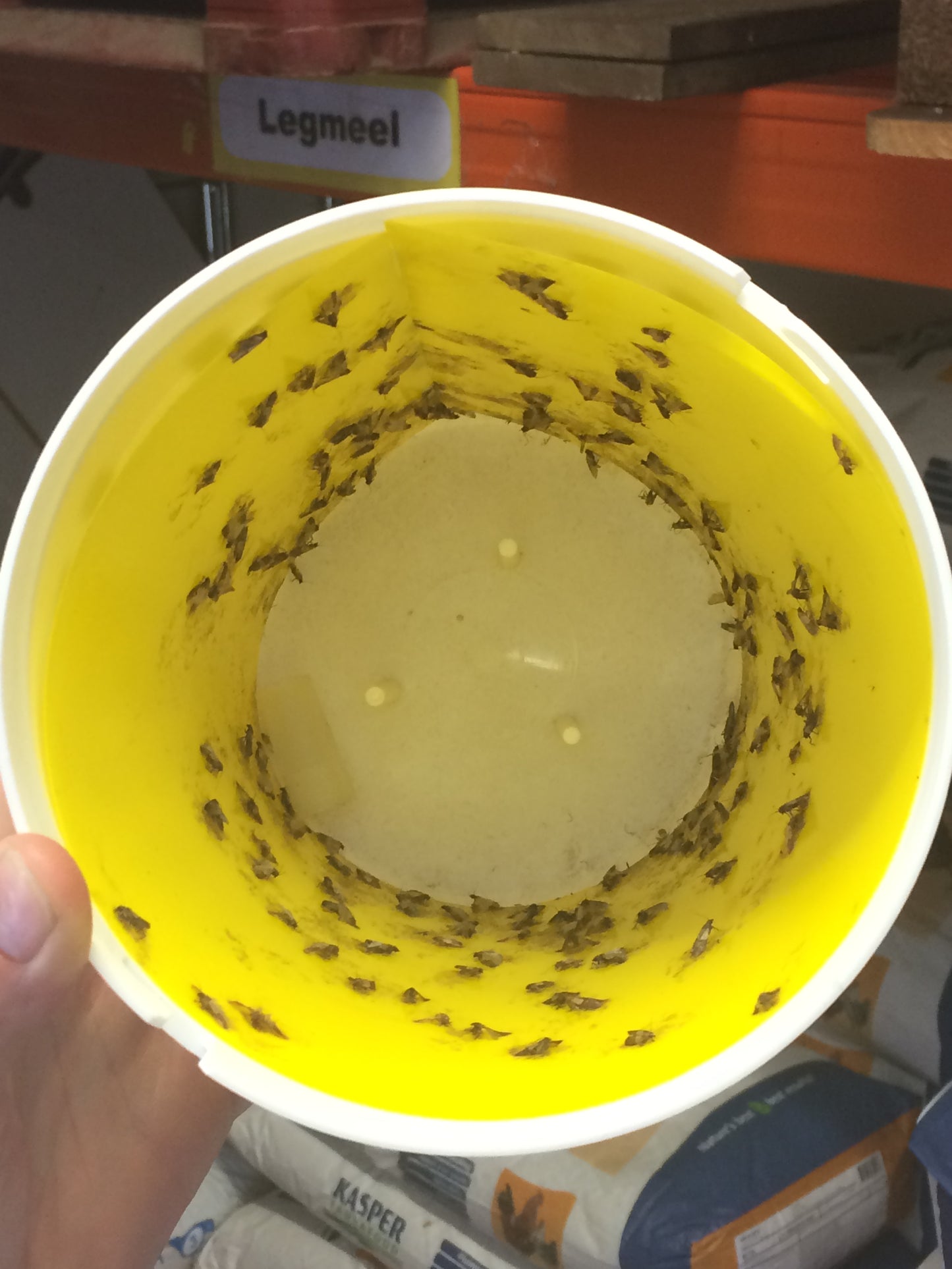 Black Stripe Trichter Mottenfalle Klebeplatte