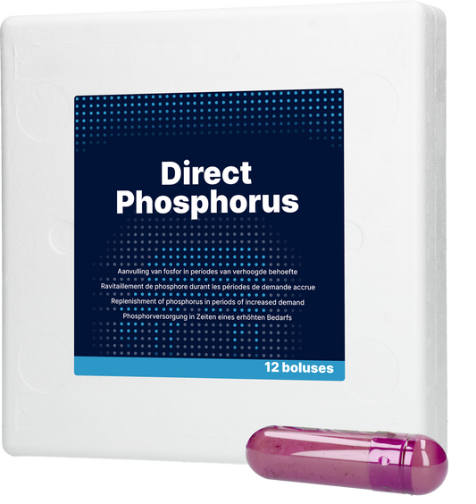 Direct Phosphorus 12 x 123 g
