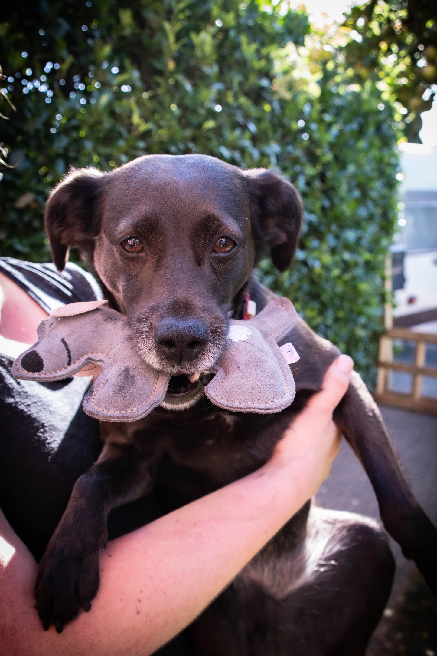 Doggy Doodles Donkey braun Welpe Dunkelgrau