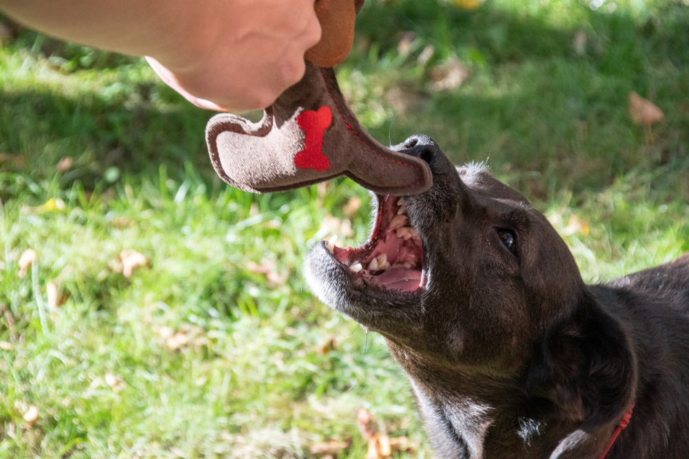 Doggy Doodles Donkey braun Welpe Braun