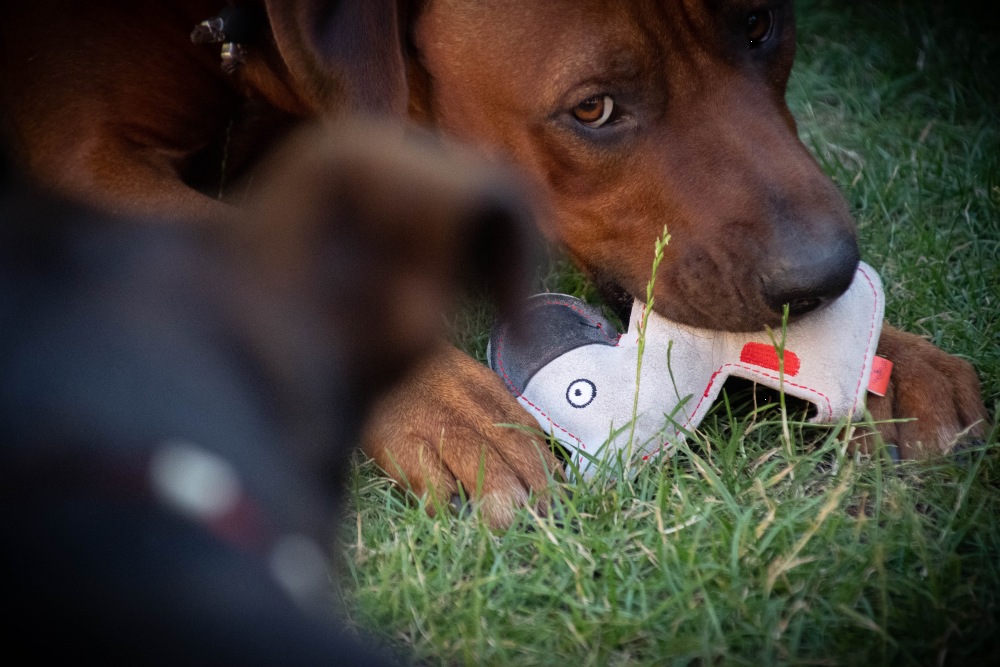 Doggy Doodles Donkey braun Esel Dunkelgrau