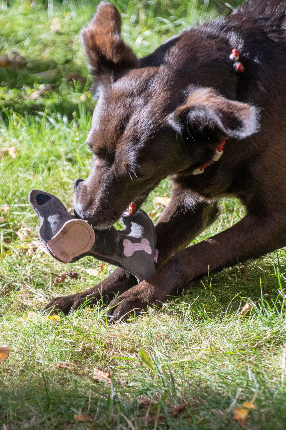 Doggy Doodles Donkey braun Esel Dunkelgrau