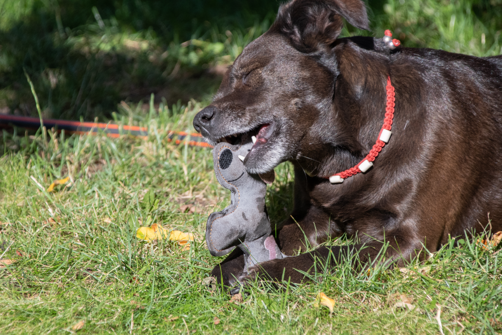 Doggy Doodles Donkey braun Esel Dunkelgrau