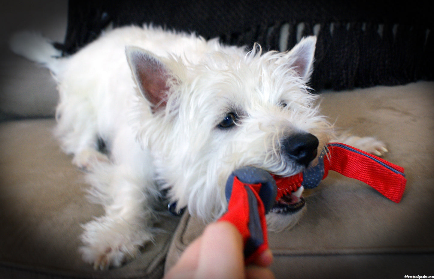 Dogzilla Tug Dino XL