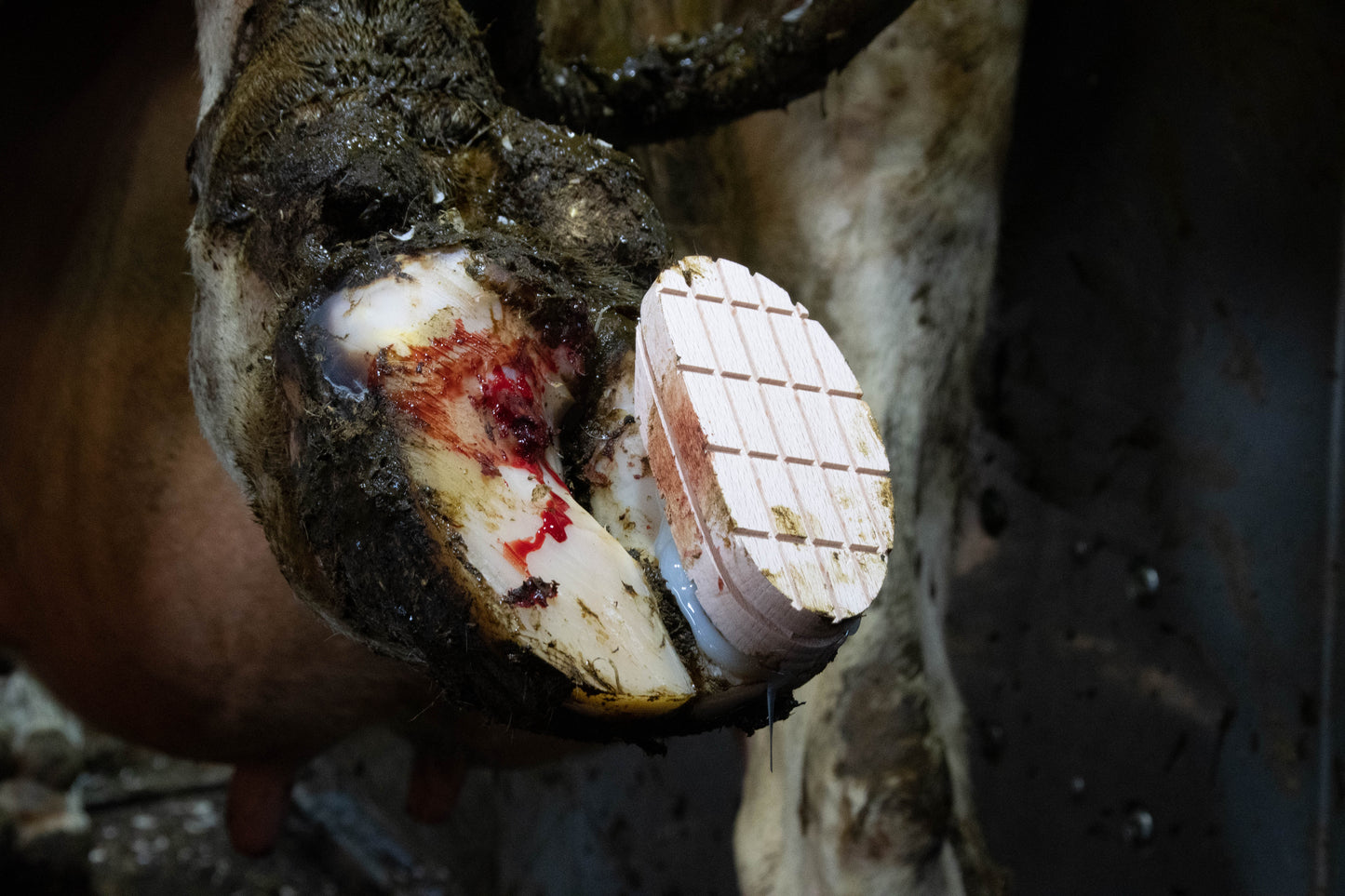 Excellent Easy Hoof Block Holz - 11 cm