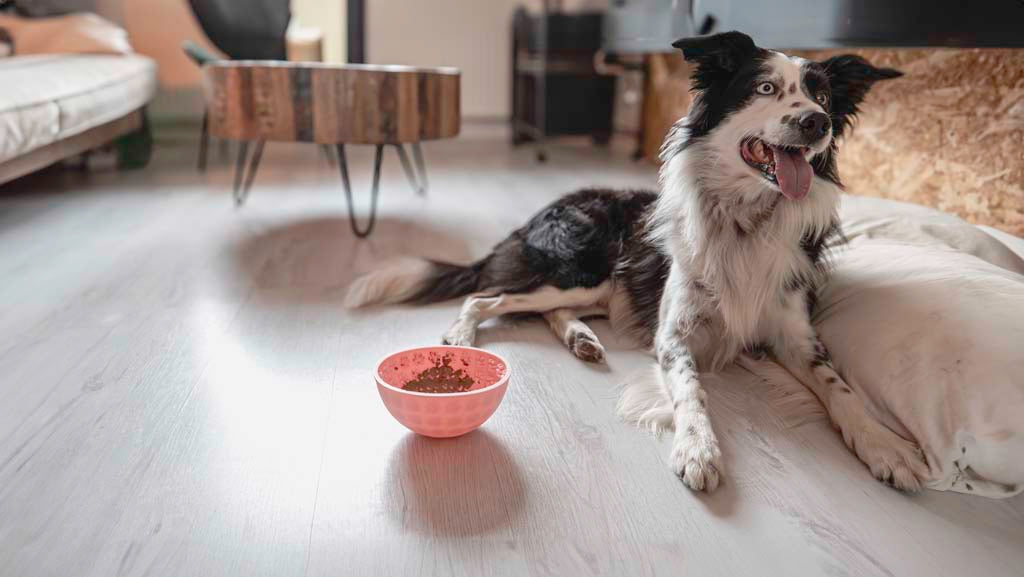 Eat Slow Live Longer Lick Mat Wobble Bowl Rosa