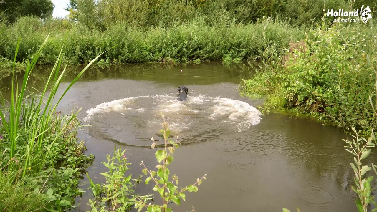 Dog Comets Stardust Rosa L