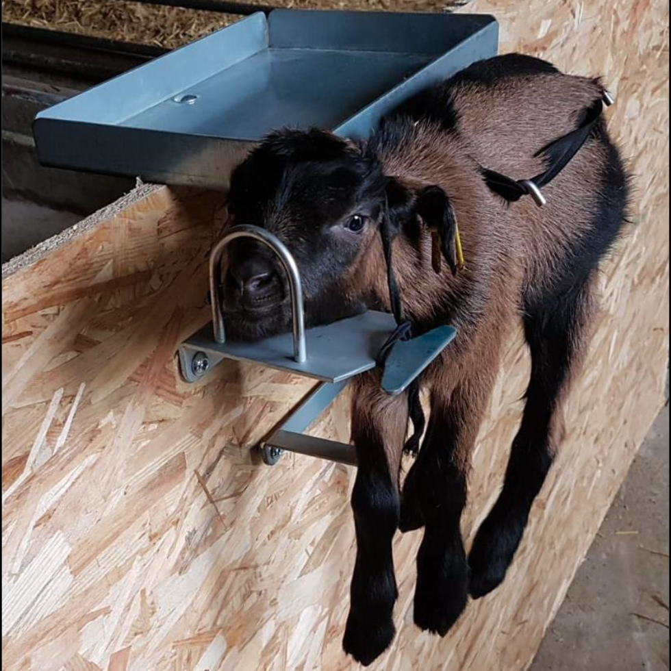 Express Fixierstellung Ziegen/Lamm