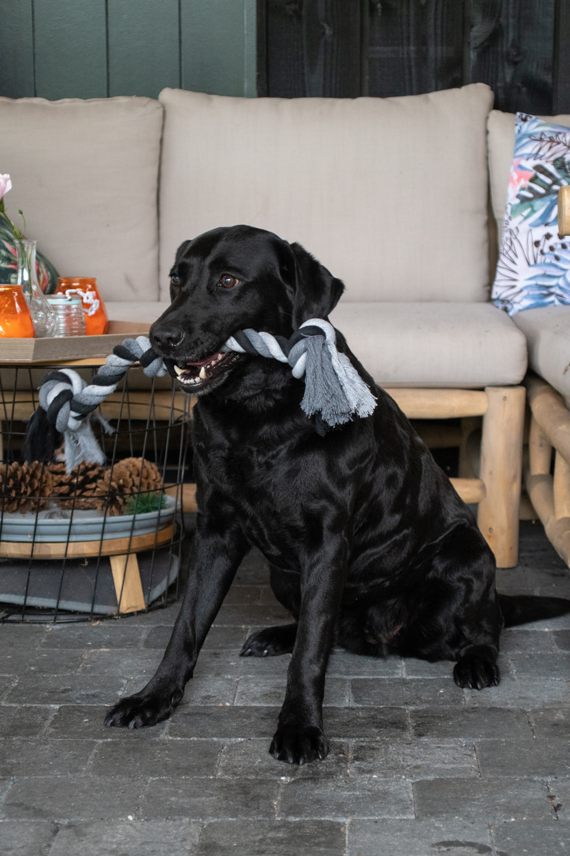 Floss Toss Dental Rope 4 Knot - 85 cm