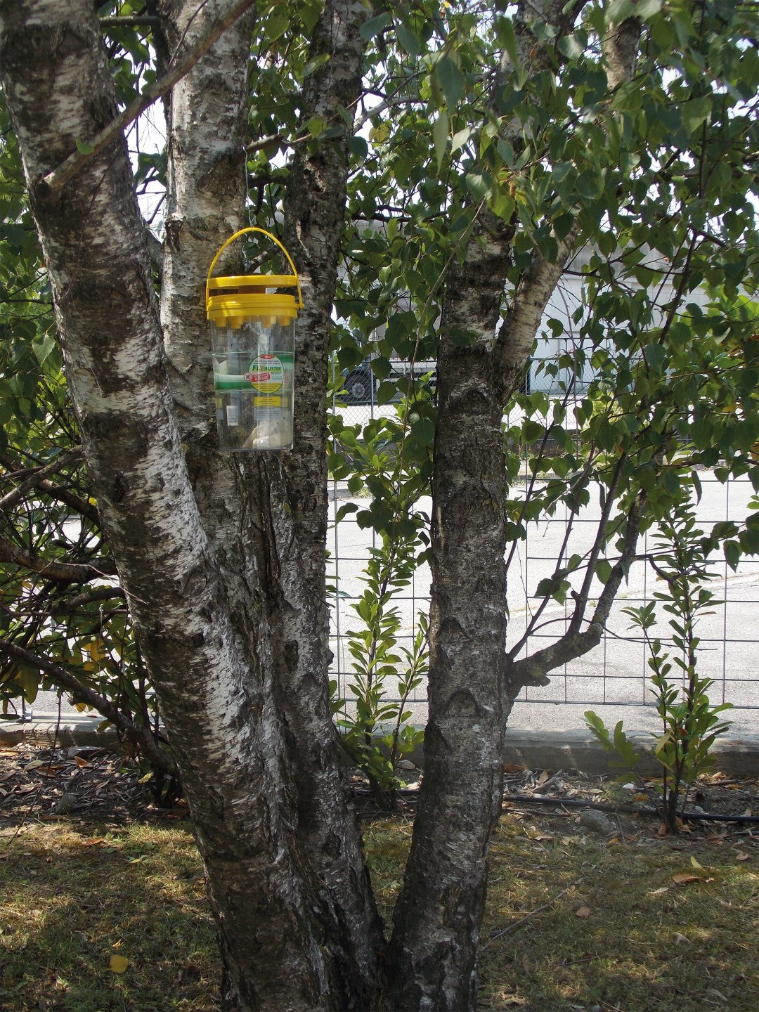 Flybuster Garden Trap