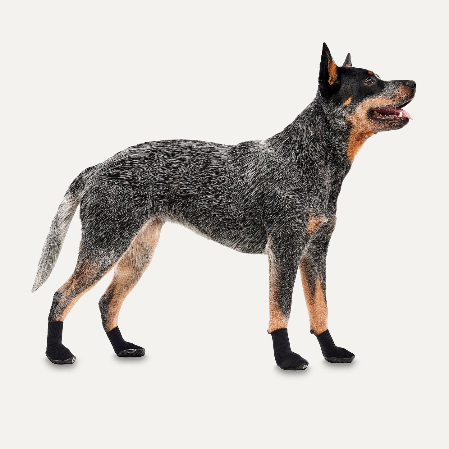 Goo-eez Dog Boots Ultras 2 Per Pack M Schwarz by Hoffreund