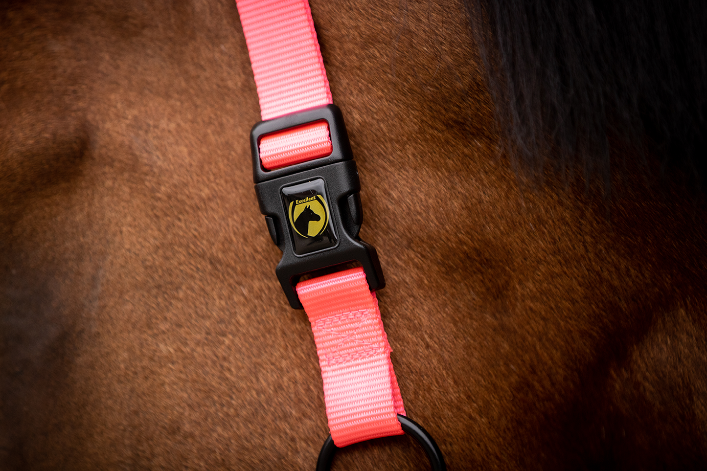 Excellent Essential Halfter Rosa XS