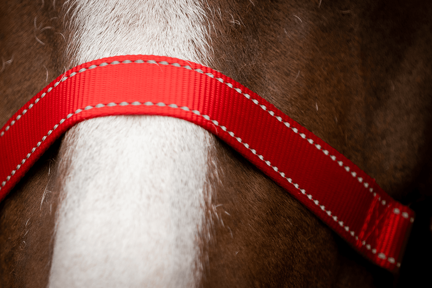 Excellent Premium Halfter Rot XS