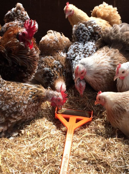 Hentastic Fun Feeder