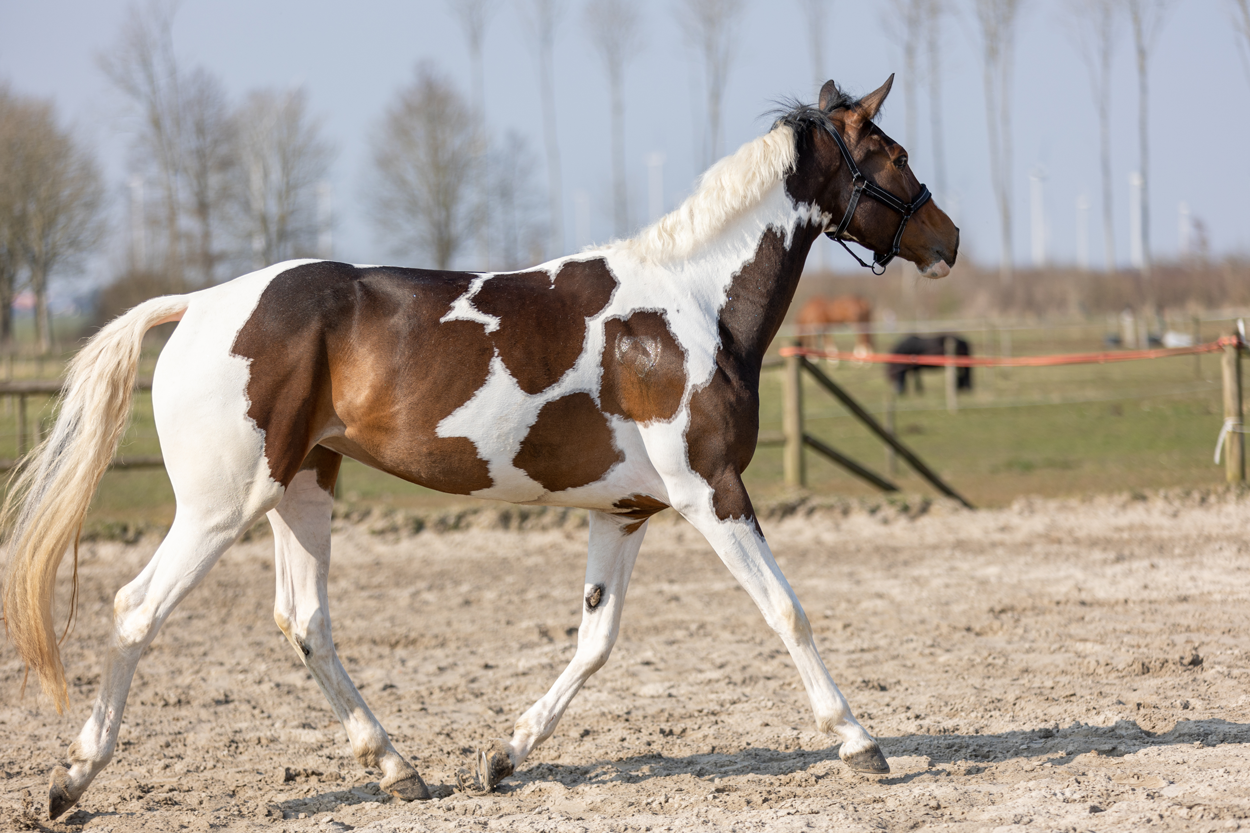 Excellent Horse Hi Gloss Glitter Spray Turquoise 250 ml