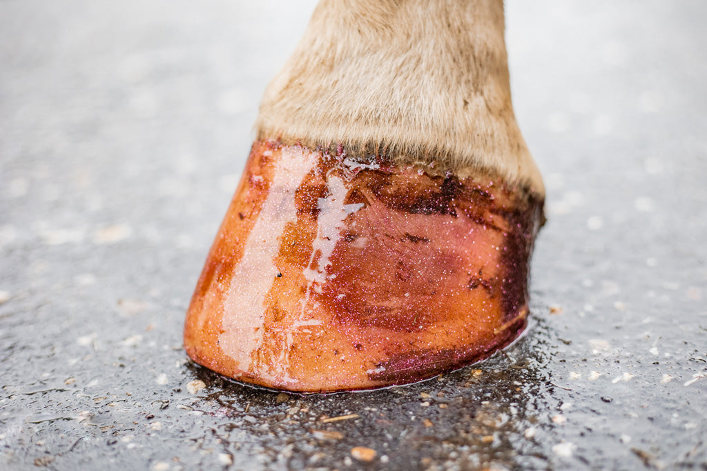 Excellent Horse Hi Gloss Glitter Hoof Polish Pink 150 ml