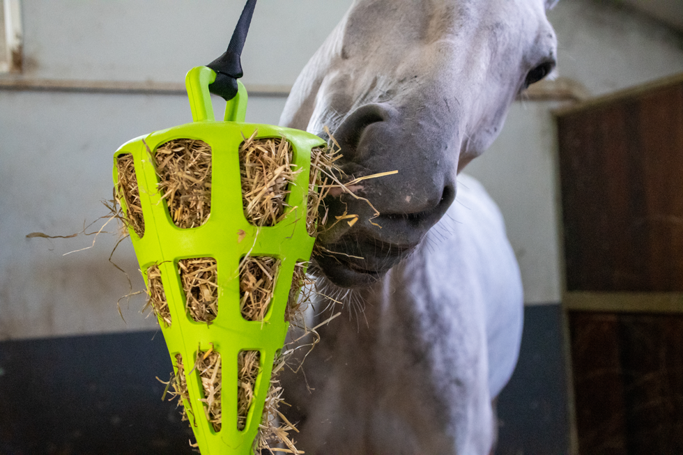 Hay Slow Feeder Fun & Flex Carrot Grün