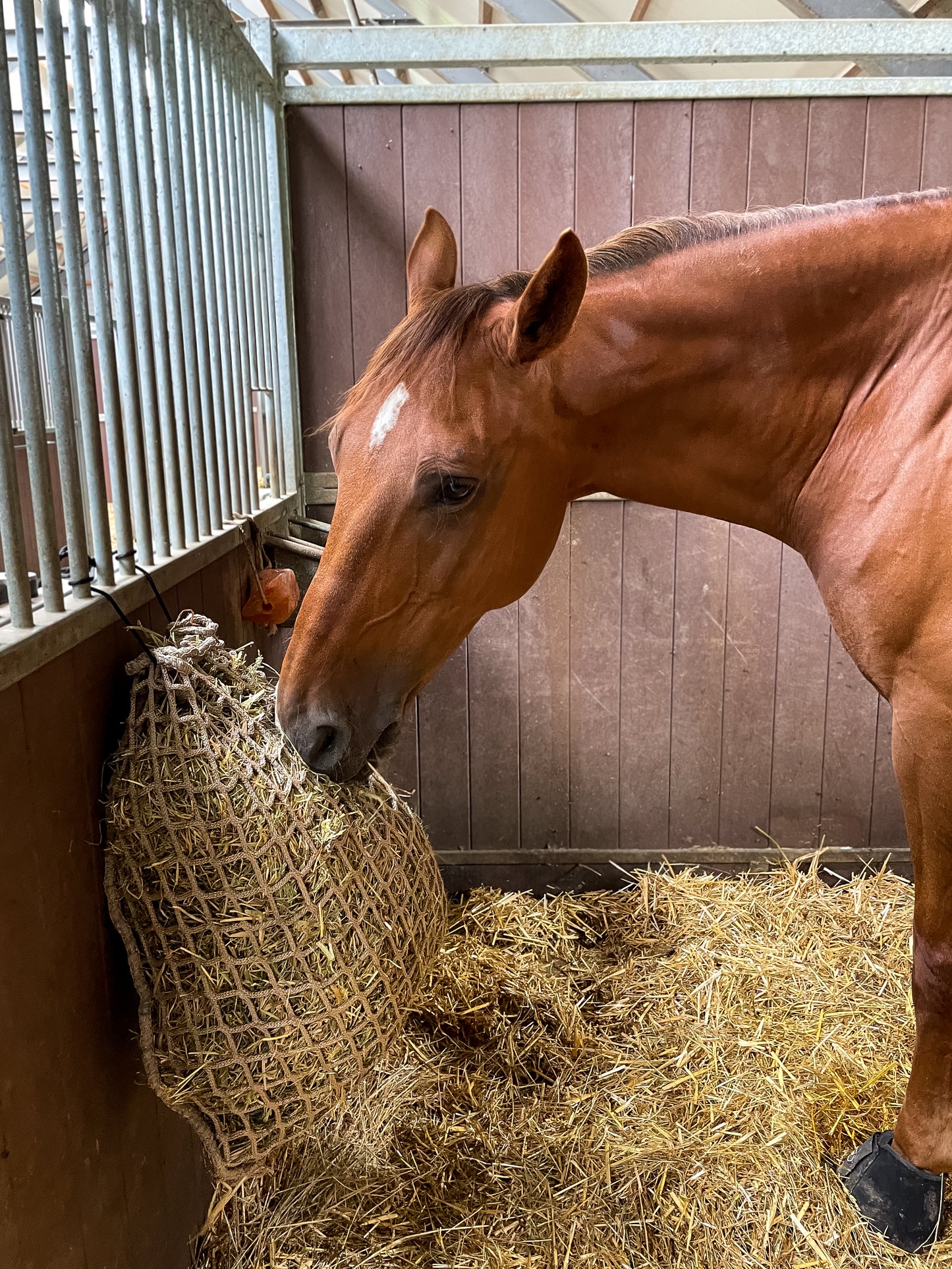 Hay Slow Feeder Net 2,5 kg (45 mm)