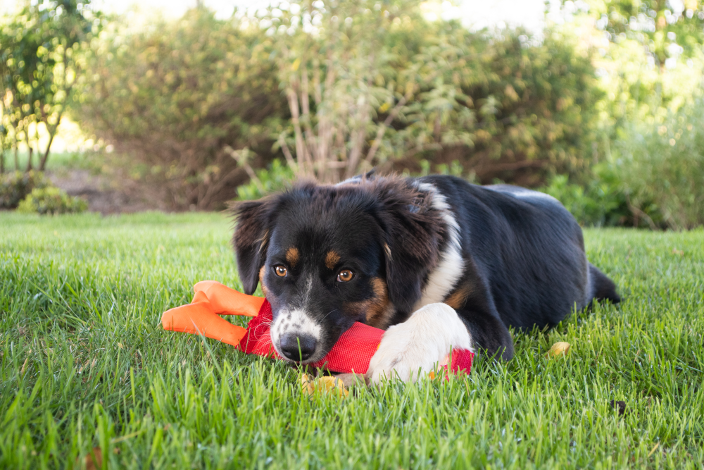 Hozies Jeffrey Jungle S