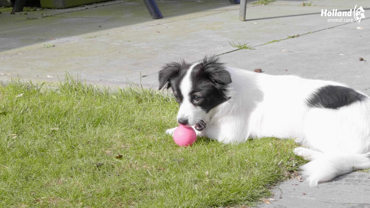 Dog Comets Stardust Grün S