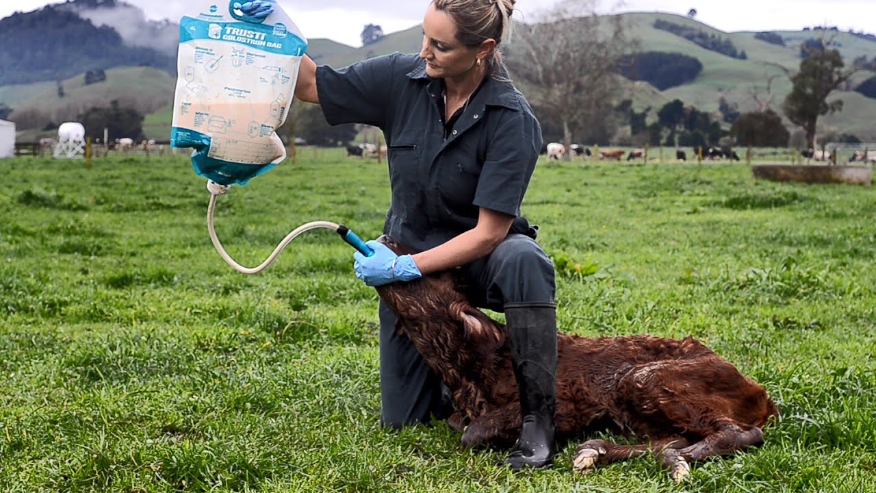 Antahi Trusti Tuber Colostrum Bag Set 10 x 4 L