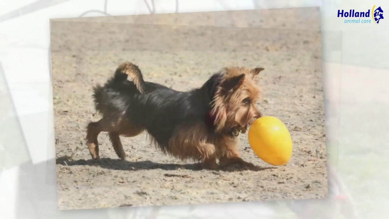 Jolly Egg Rot S (20 cm)