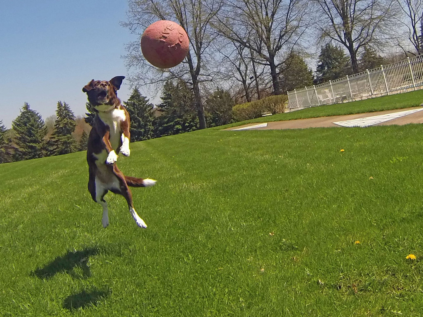 Jolly Tug-n-Toss Rot M (15 cm)