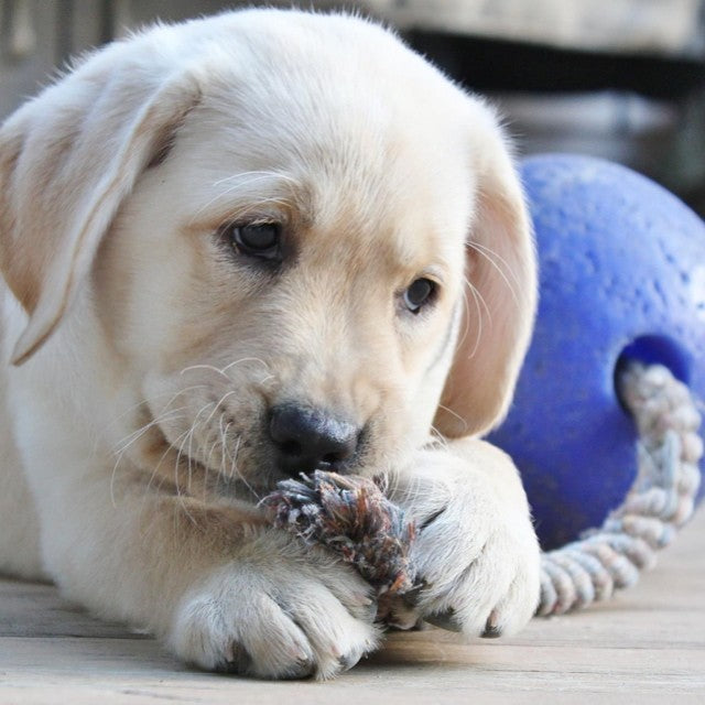 Jolly Romp-n-Roll Blau S (10 cm)