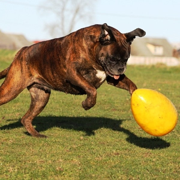 Jolly Egg Gelb S (20 cm)