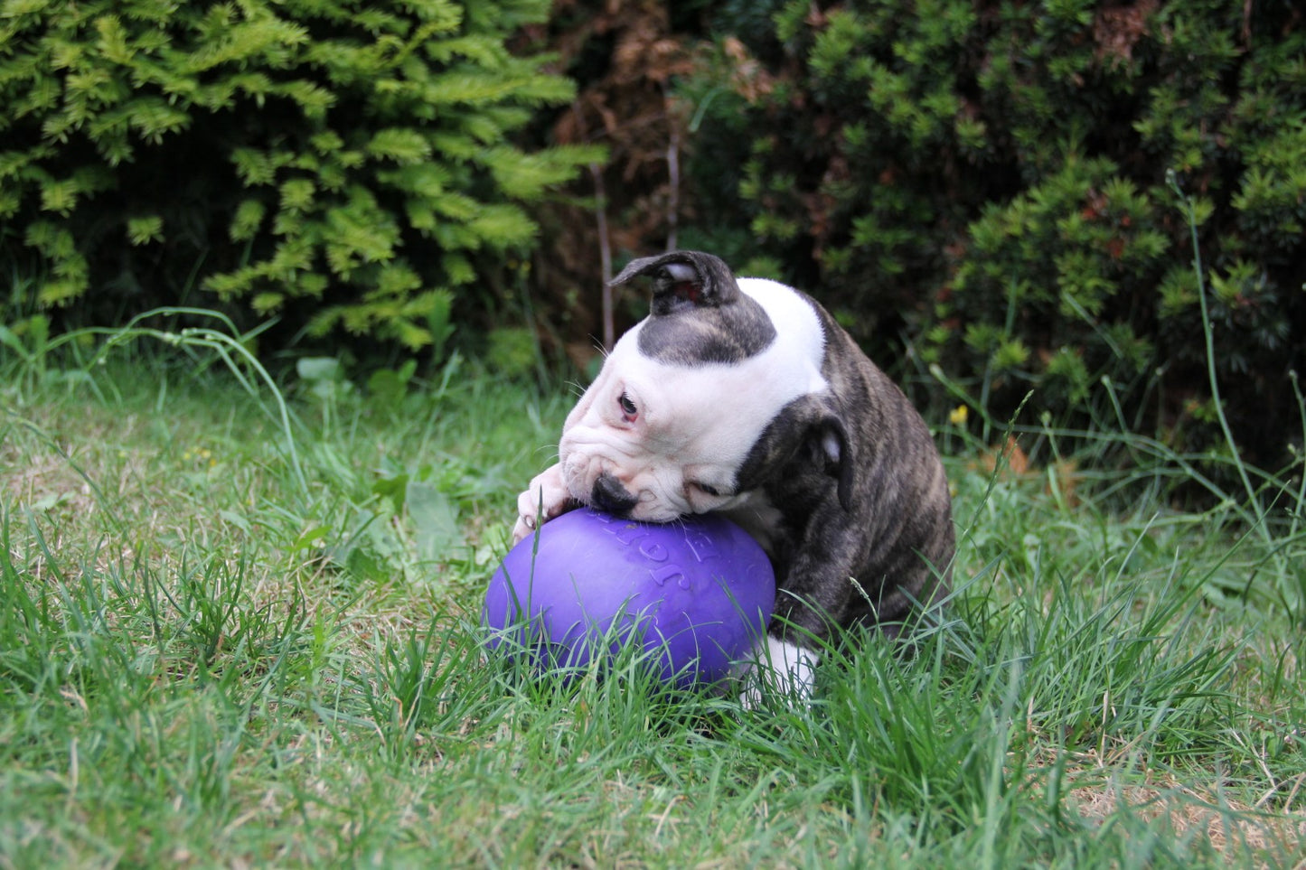 Jolly Egg Violett S (20 cm)