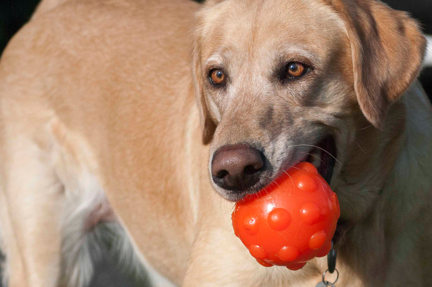 Jolly Jumper Orange S (7,6 cm)