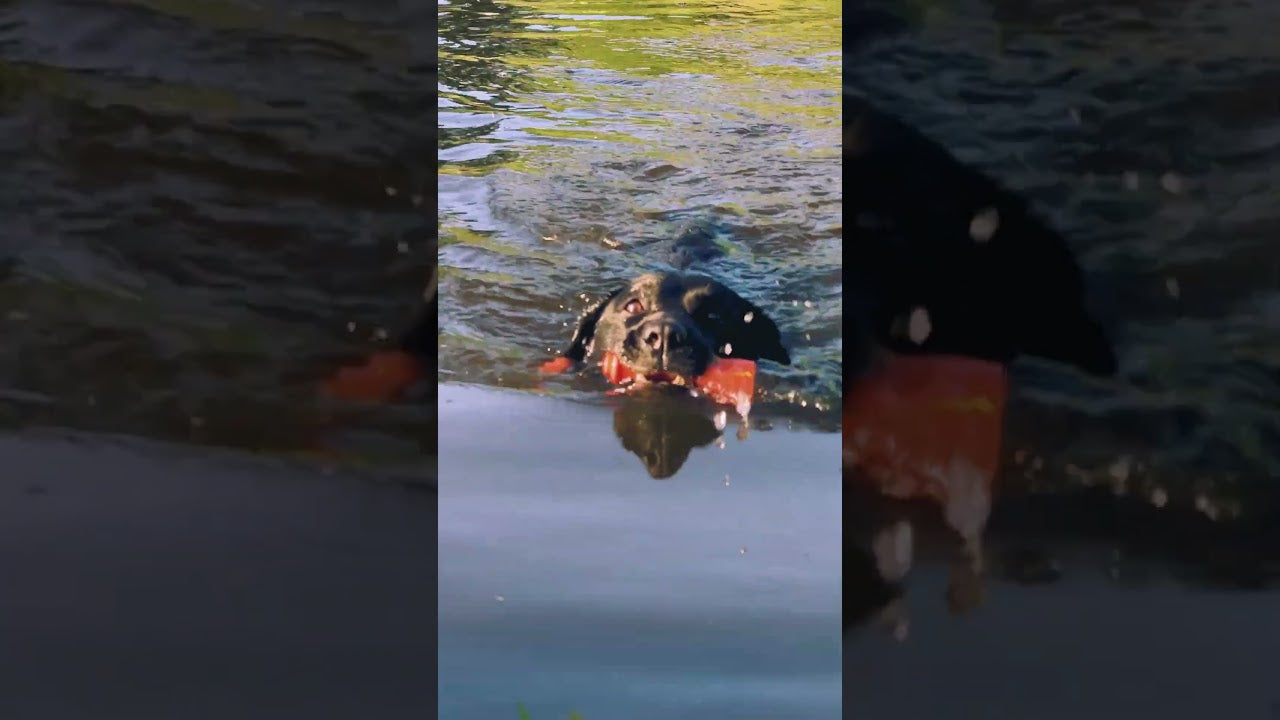 Dog Comets Bobber Orange