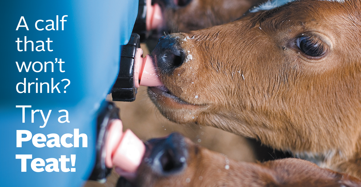 Kälbereimer Sauger 100 mm Peach Teats