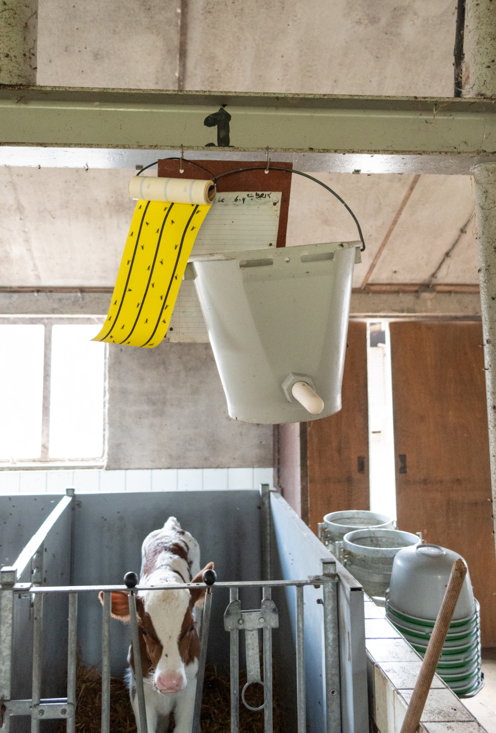 Knock Pest Fliegenkleberolle Gelb 5 m