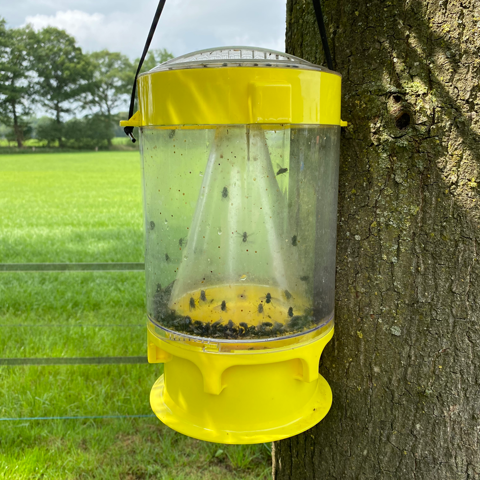 Knock Pest Fliegenfalle XL