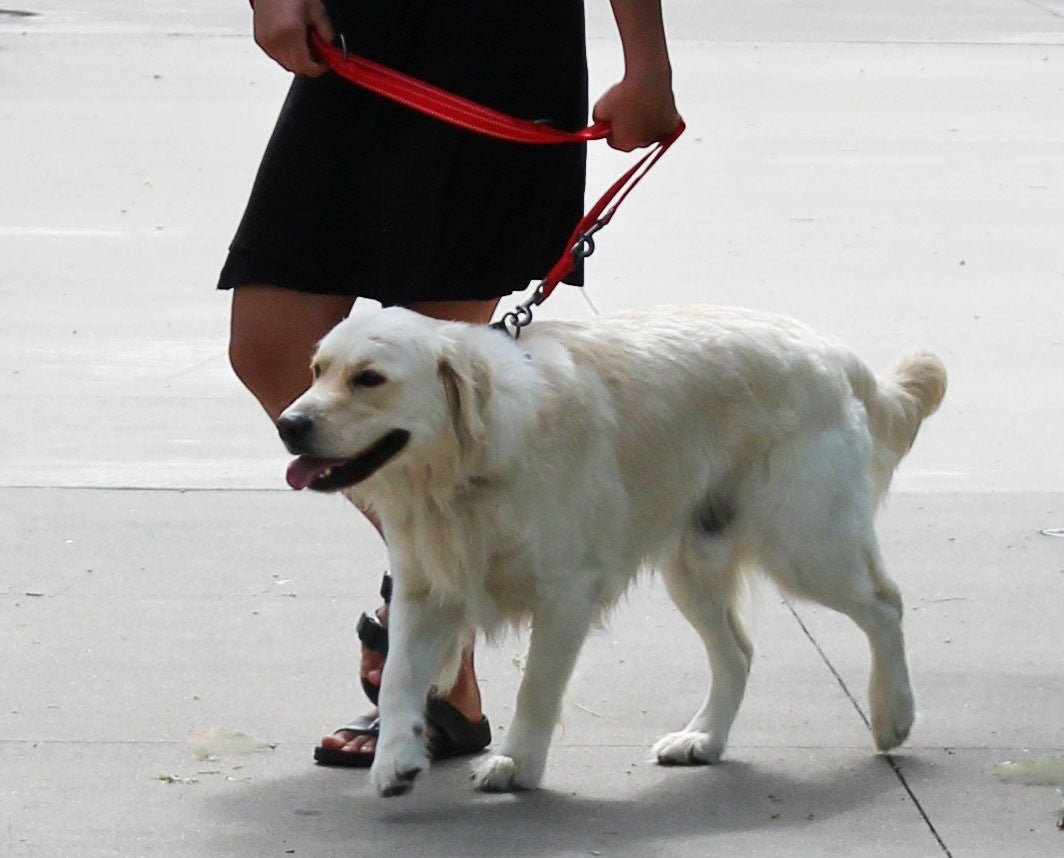 KONG Adjustable Leash Schwarz M