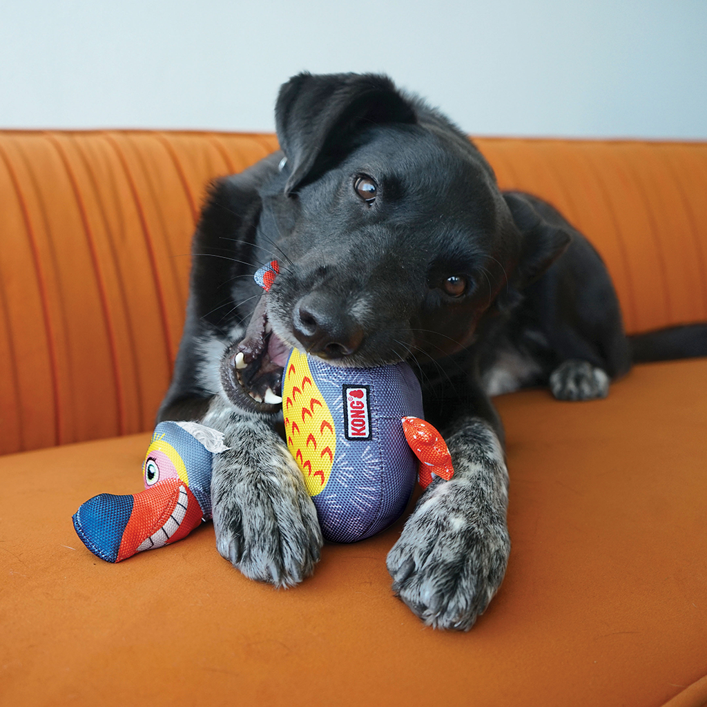 KONG Ballistic Vibez Birds S/M Assorti